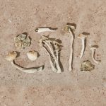 Dried - Albino - Image 3