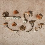 Dried - Blue Meanie - Image 3