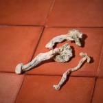 Dried - Albino - Image 2