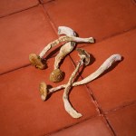 Dried - Amazonian x Penis Envy - Image 2