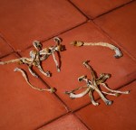 Dried - Golden Teacher - Image 2