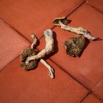 Dried - Maztapec - Image 2